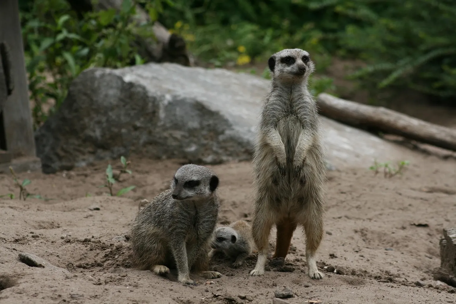 Billets Dierenrijk Nuenen : quelle offre choisir selon vos besoins ?