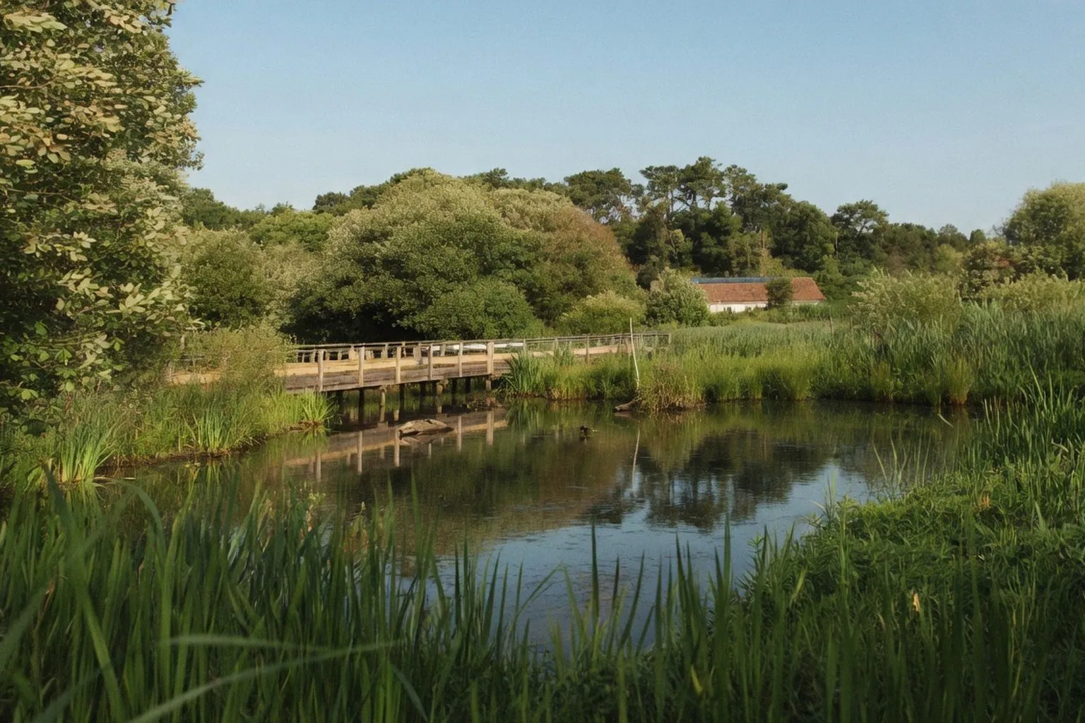 Marais d'Orx : une immersion sauvage au cœur des Landes pour vos escapades