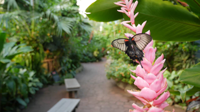 Jardins des papillons de Victoria
