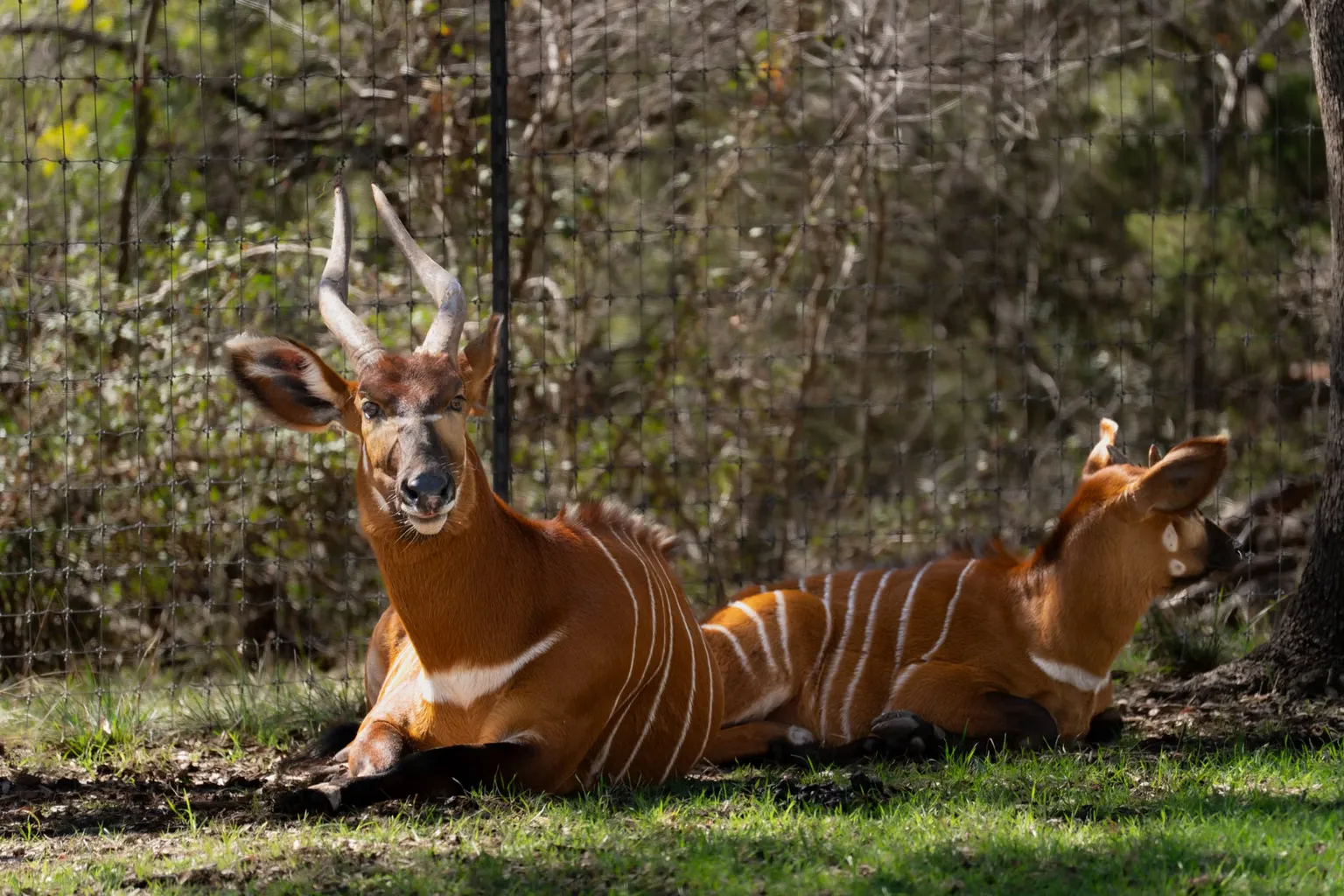 Zoo de San Antonio billets : checklist pour préparer votre visite